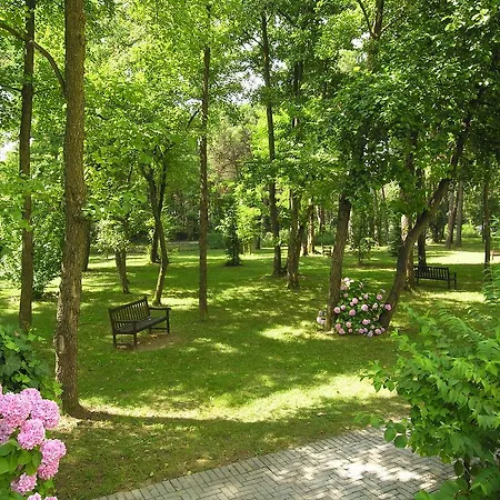 Pine Wood * Bibione